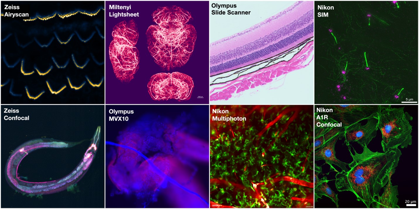 Multiple views from various microscopes in the WVU Microscope Imaging Facility