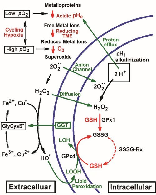 IMMR Tumor Microenvironment