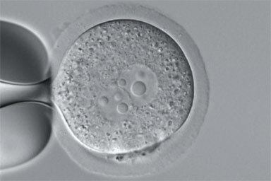 Transgenic Production Image